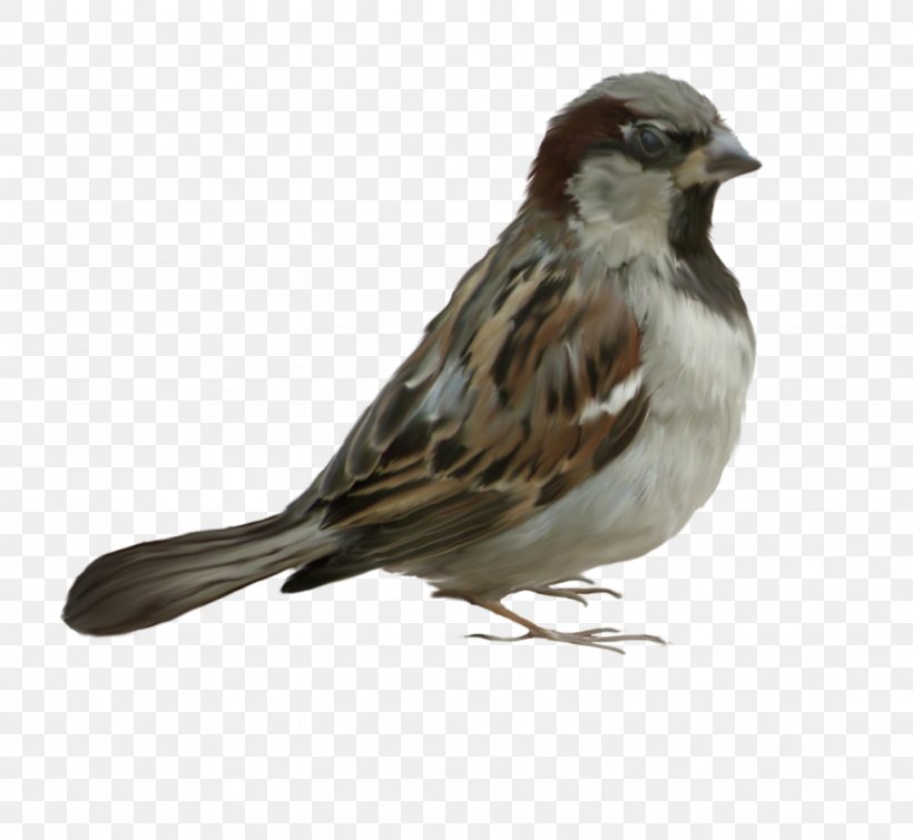 Bird Sparrow, PNG, 1024x943px, Bird, Animal, Beak, Blog, Diary Download Free