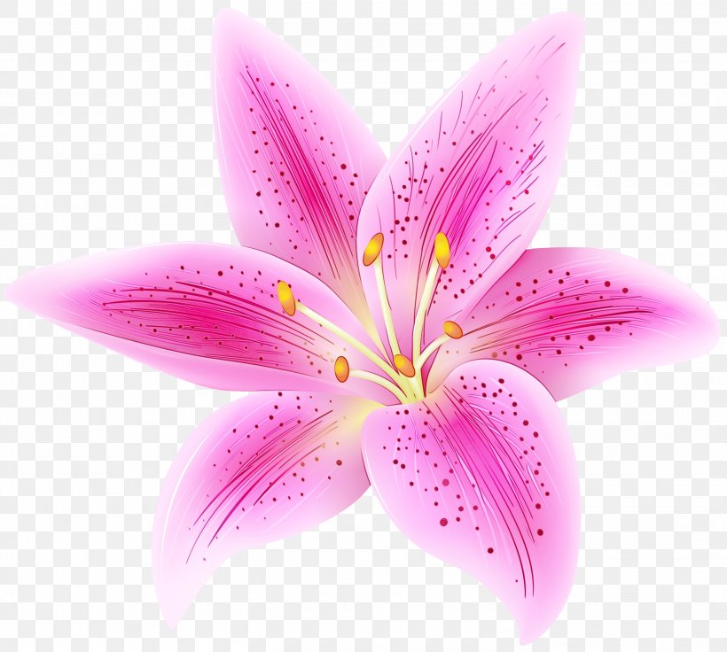 Clip Art Portable Network Graphics Flower Lily 'Stargazer' Arum-lily, PNG, 3000x2694px, Flower, Arumlily, Crinum, Daylily, Easter Lily Download Free