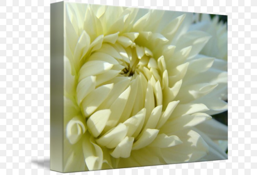 Dahlia Gallery Wrap Troutman Floristry Chrysanthemum, PNG, 650x560px, Dahlia, Art, Canvas, Christmas, Chrysanthemum Download Free