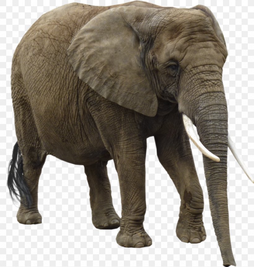 Elephant Clip Art, PNG, 872x916px, Asian Elephant, African Elephant, Animal, Display Resolution, Elephant Download Free
