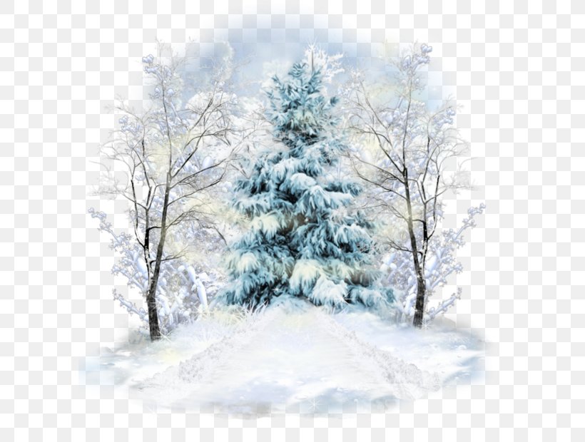 Spruce Winter Centerblog Image, PNG, 600x620px, Spruce, Blizzard, Blog, Branch, Centerblog Download Free