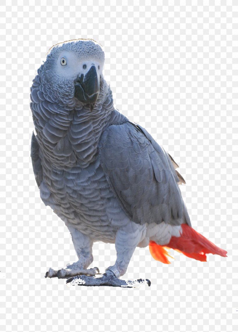 Bird Grey Parrot Alex Timneh Parrot Breeding Pair, PNG, 860x1200px