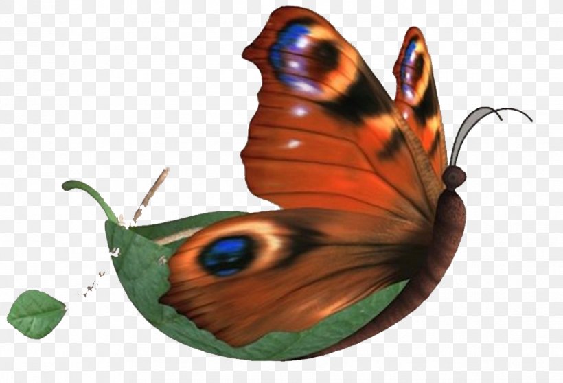 Butterfly Nymphalidae, PNG, 1121x763px, Butterfly, Arthropod, Brush Footed Butterfly, Butterflies And Moths, Cartoon Download Free