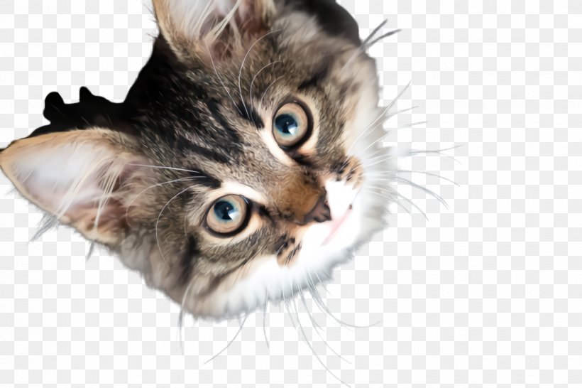 Cat Small To Medium-sized Cats Whiskers Kitten Tabby Cat, PNG, 2448x1632px, Cat, American Wirehair, European Shorthair, Kitten, Small To Mediumsized Cats Download Free