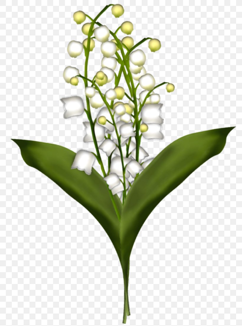 Cut Flowers Lily Of The Valley Drawing Plant Stem, PNG, 800x1102px, Cut Flowers, Blume, Color, Drawing, Flora Download Free