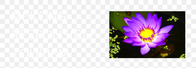 Desktop Wallpaper Violet Picture Frames Computer, PNG, 1024x357px, Violet, Computer, Flora, Flower, Flowering Plant Download Free