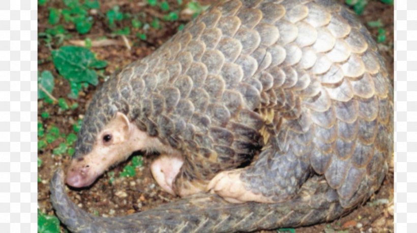 Anteater Chinese Pangolin Sunda Pangolin Scale Indian Pangolin, PNG, 1011x568px, Anteater, Animal, Armour, Chinese Pangolin, Critically Endangered Download Free