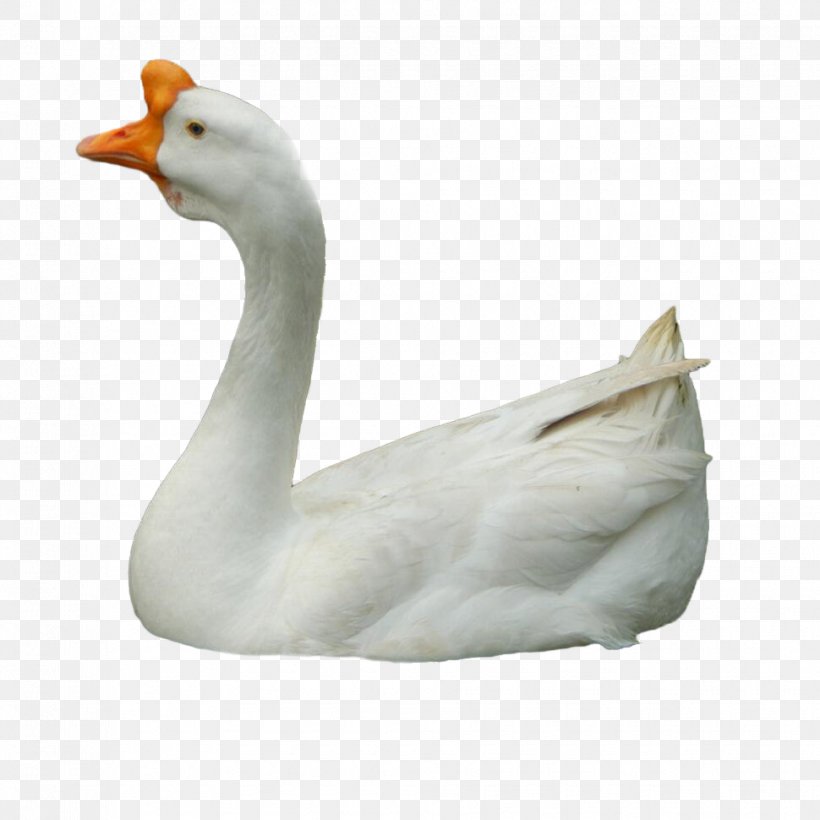 Duck Domestic Goose Cygnini, PNG, 970x970px, Duck, Animal, Beak, Bird, Cygnini Download Free