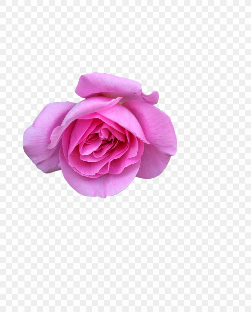 Garden Roses, PNG, 1029x1280px, Garden Roses, Cabbage Rose, Cut Flowers, Flower, Garden Download Free