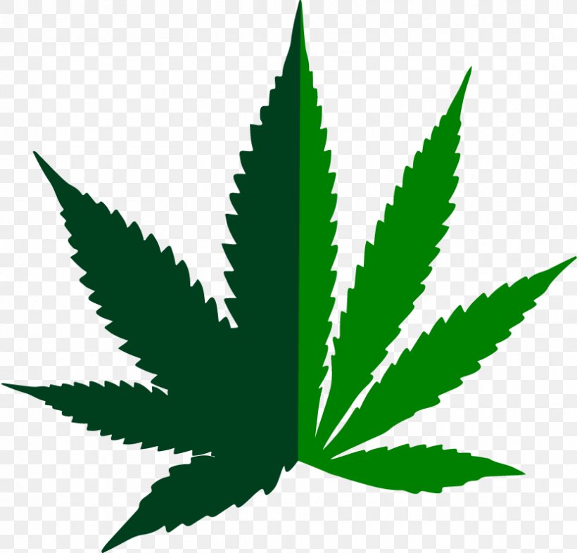 Medical Cannabis Cannabis Ruderalis Hemp Clip Art, PNG, 831x797px, Cannabis, Cannabis Ruderalis, Cannabis Shop, Dispensary, Drawing Download Free