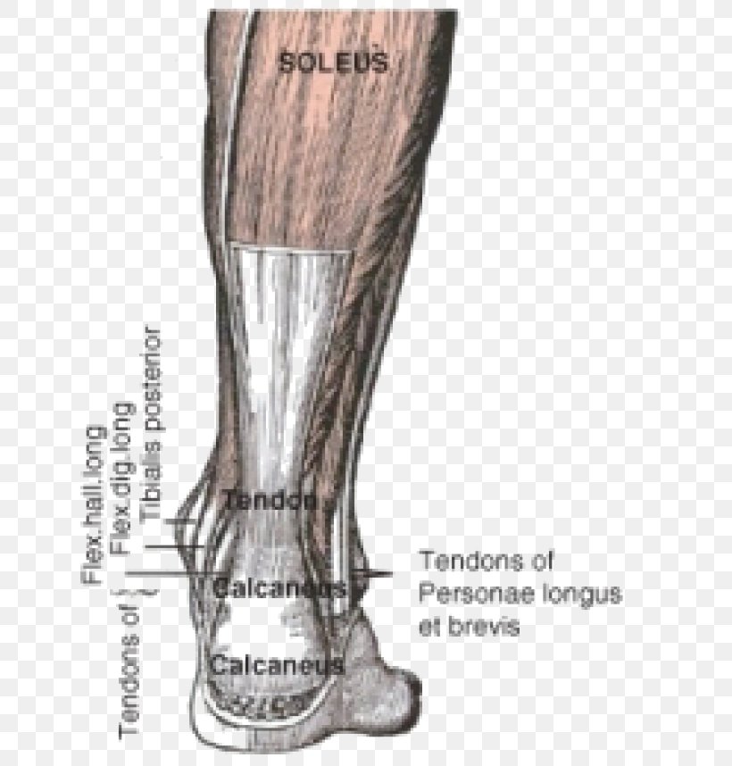 Achilles Tendon Achilles Tendinitis Muscle Injury, PNG, 643x858px, Watercolor, Cartoon, Flower, Frame, Heart Download Free
