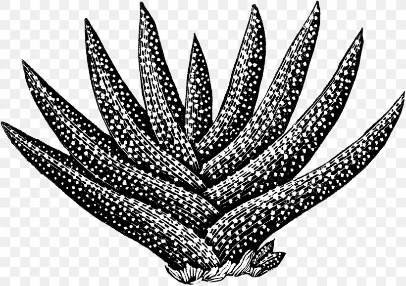 Aloes Design Image Pattern, PNG, 1800x1271px, Aloes, Black, Black And White, Designer, Leaf Download Free