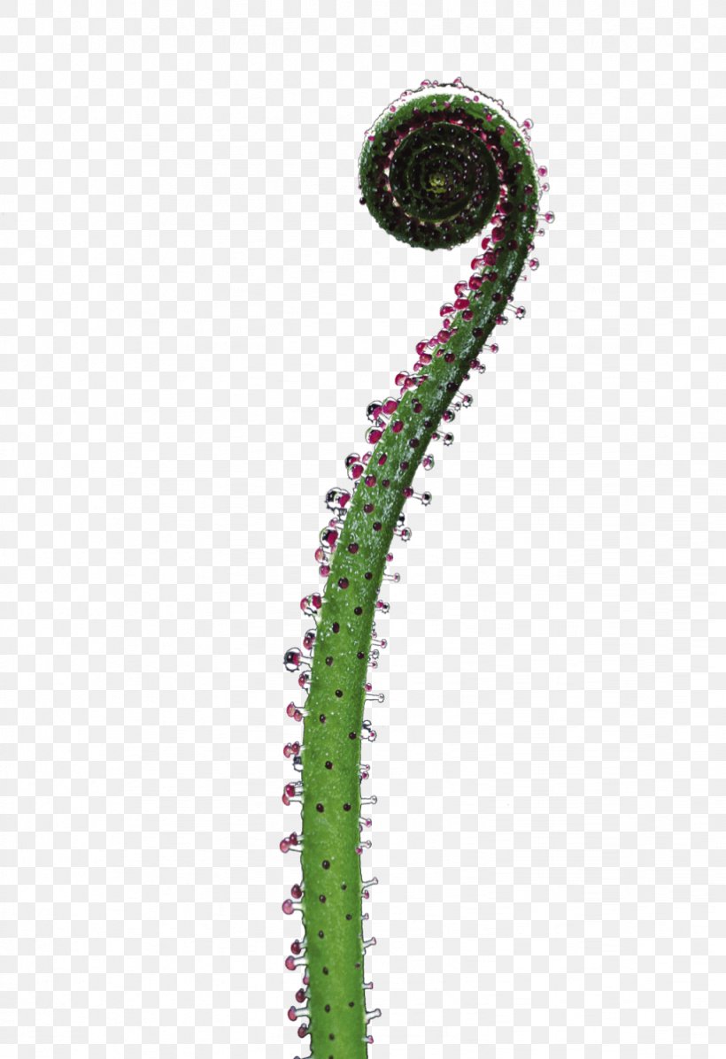 Carnivorous Plant Carnivore Venus Flytrap Drosera, PNG, 822x1200px, Carnivorous Plant, Animal, Carnivore, Death, Drosera Download Free