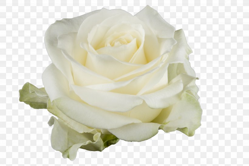 Garden Roses White Cut Flowers Floristry, PNG, 4992x3328px, Garden Roses, Blue Rose, Cabbage Rose, Cut Flowers, Floribunda Download Free