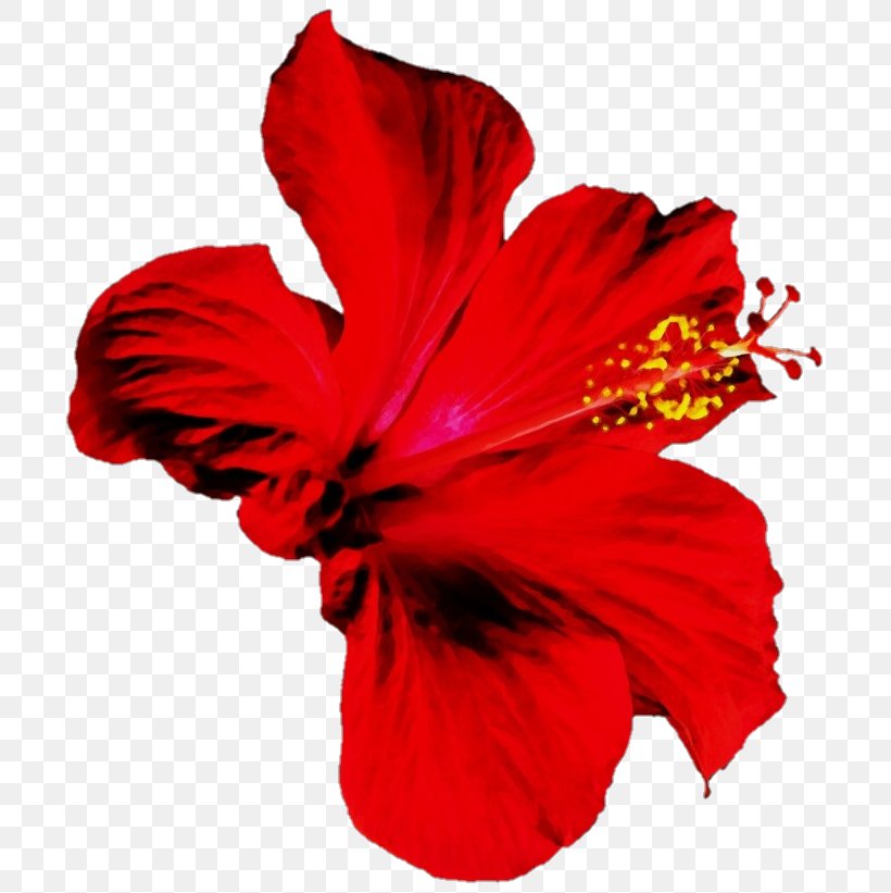 Red Watercolor Flowers, PNG, 718x821px, Watercolor, Chinese Hibiscus, Cut Flowers, Floribunda, Flower Download Free