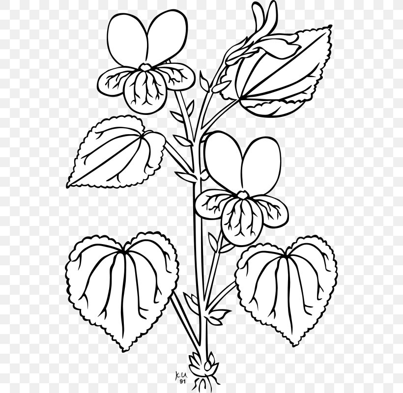 Viola Glabella Plant Clip Art, PNG, 556x800px, Watercolor, Cartoon, Flower, Frame, Heart Download Free