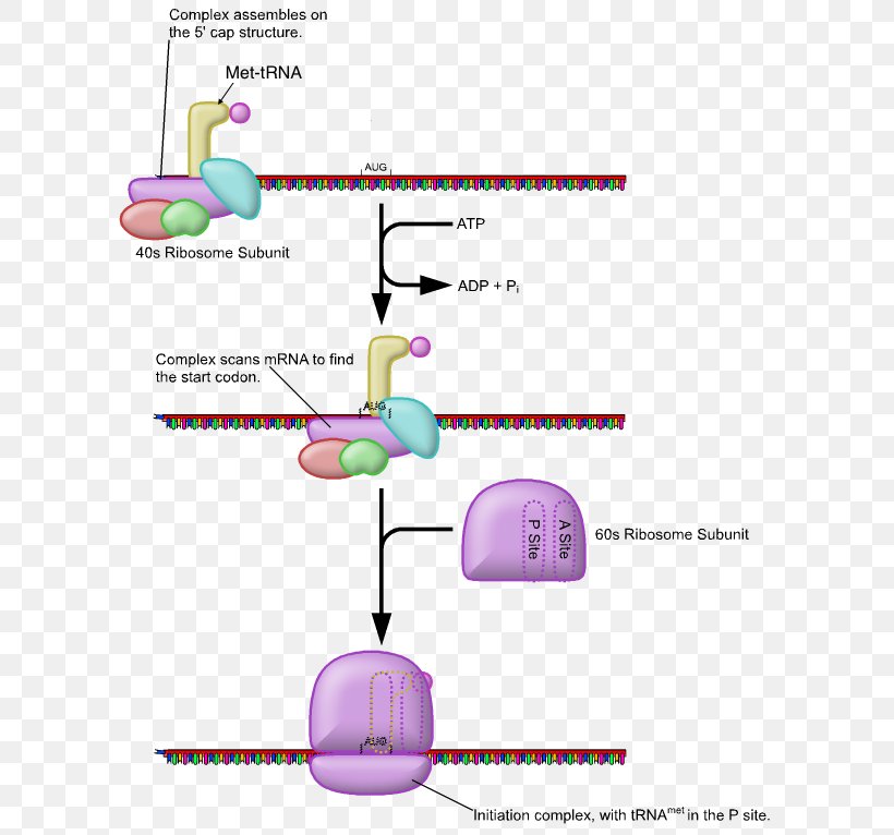 Five Prime Untranslated Region Eukaryotic Translation Eukaryotic Initiation Factor, PNG, 606x766px, Watercolor, Cartoon, Flower, Frame, Heart Download Free