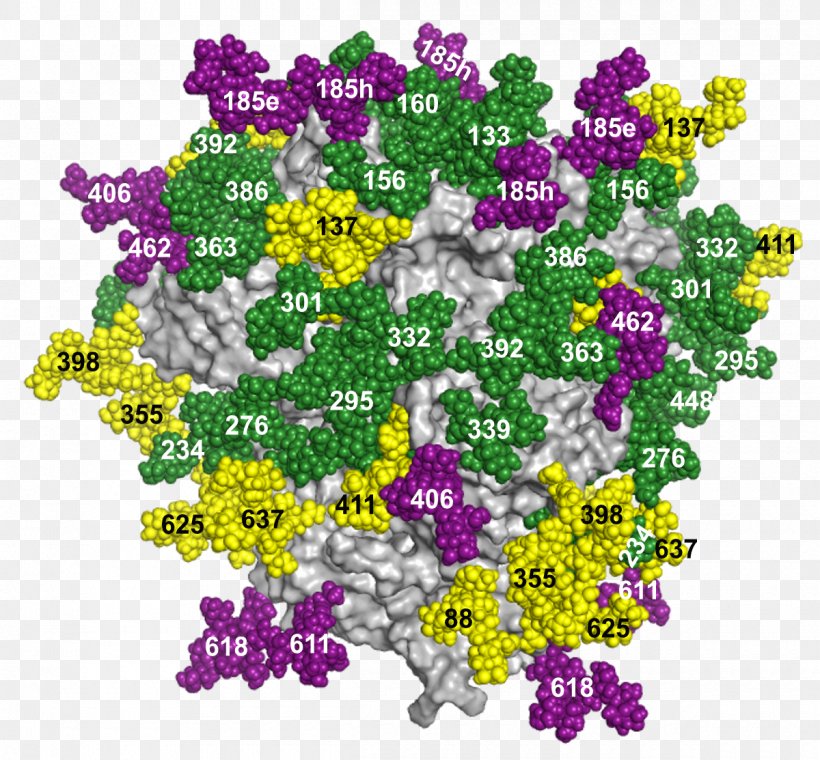 Glycosylation HIV Vaccine Glycan Glycoprotein Peptide, PNG, 1200x1113px, Glycosylation, Alisons, Alyssum, Enzyme, Flora Download Free