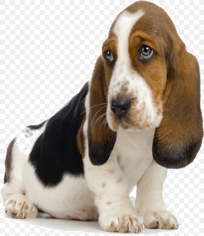Basset Hound Bloodhound Puppy Bluetick Coonhound Beagle, PNG, 954x1108px, Basset Hound, Beagle, Bloodhound, Bluetick Coonhound, Breed Download Free