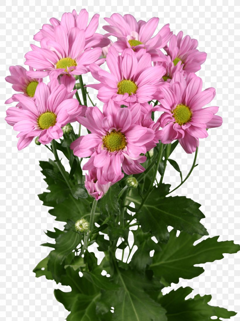Garden Cosmos Marguerite Daisy Chrysanthemum Floral Design Cut Flowers, PNG, 1200x1600px, Garden Cosmos, Annual Plant, Argyranthemum, Aster, Chrysanthemum Download Free