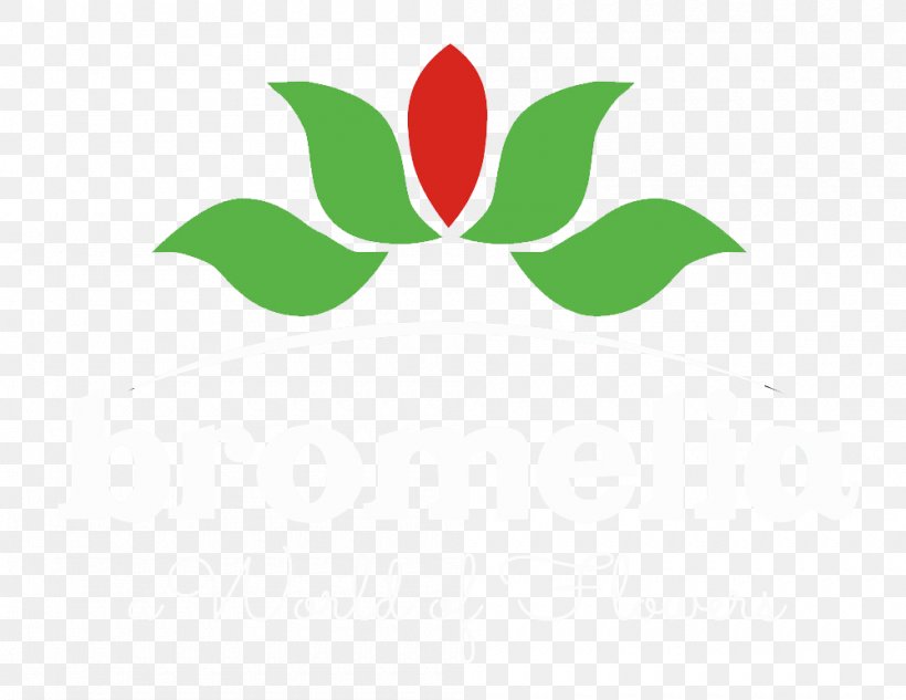 PT Bromelia Indah Product Prairie Gentian Shopping Jalan Sulaiman, PNG, 1000x772px, Prairie Gentian, Flower, Globe Amaranth, Green, Leaf Download Free