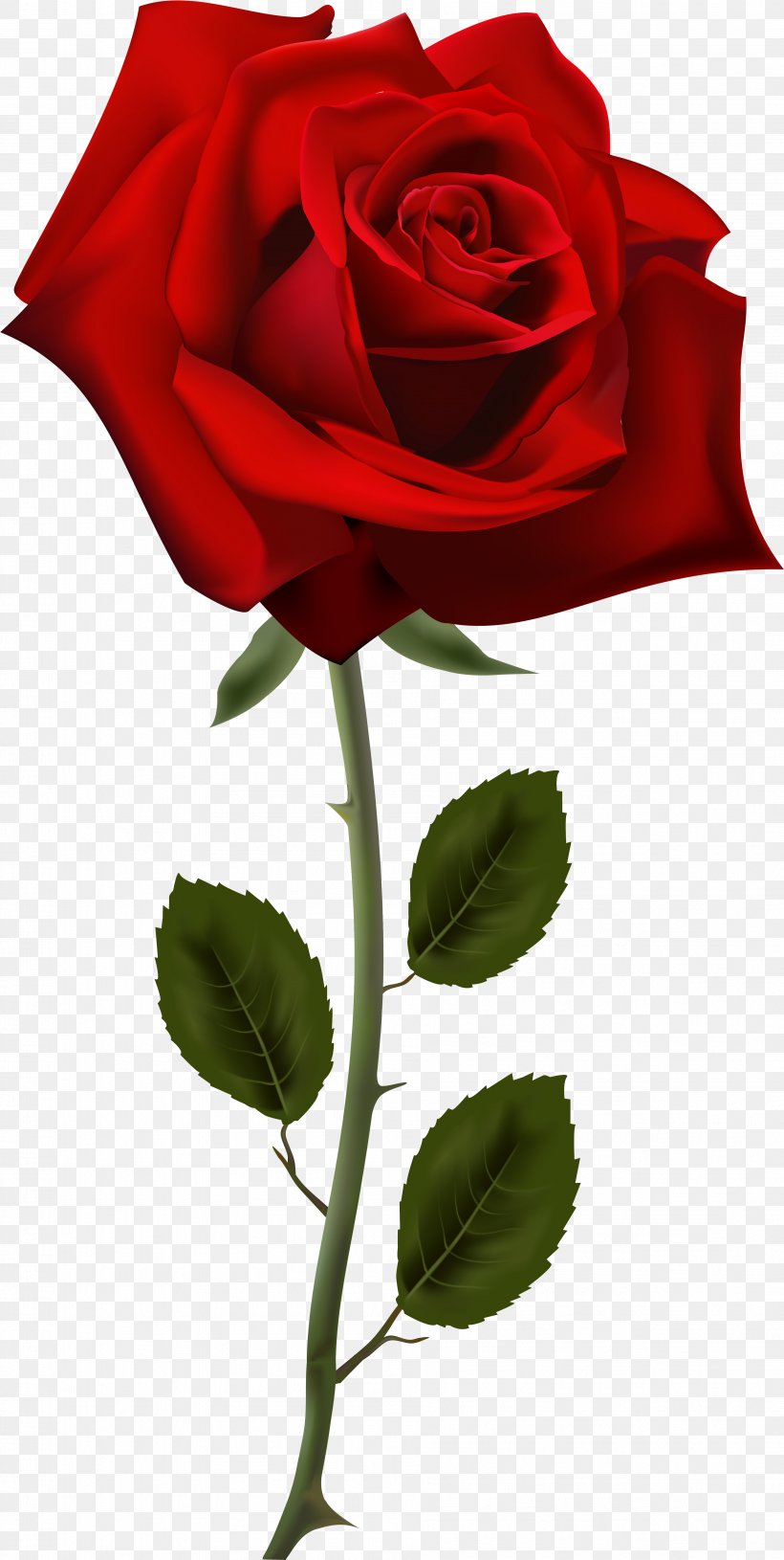 Rose Desktop Wallpaper Flower Clip Art, PNG, 3806x7566px, Rose, China Rose, Color, Cut Flowers, Floribunda Download Free