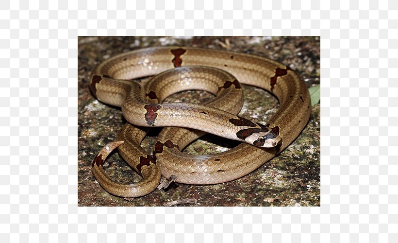 Boa Constrictor Garter Snake Kingsnakes Terrestrial Animal, PNG, 500x500px, Boa Constrictor, Animal, Boas, Colubridae, Garter Download Free