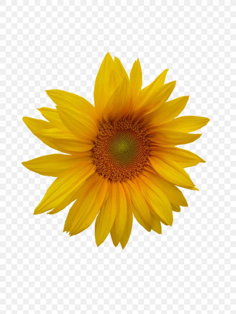 Common Sunflower Photography Royalty-free, PNG, 960x1280px, Flower, Common Sunflower, Daisy Family, Drawing, Flowering Plant Download Free