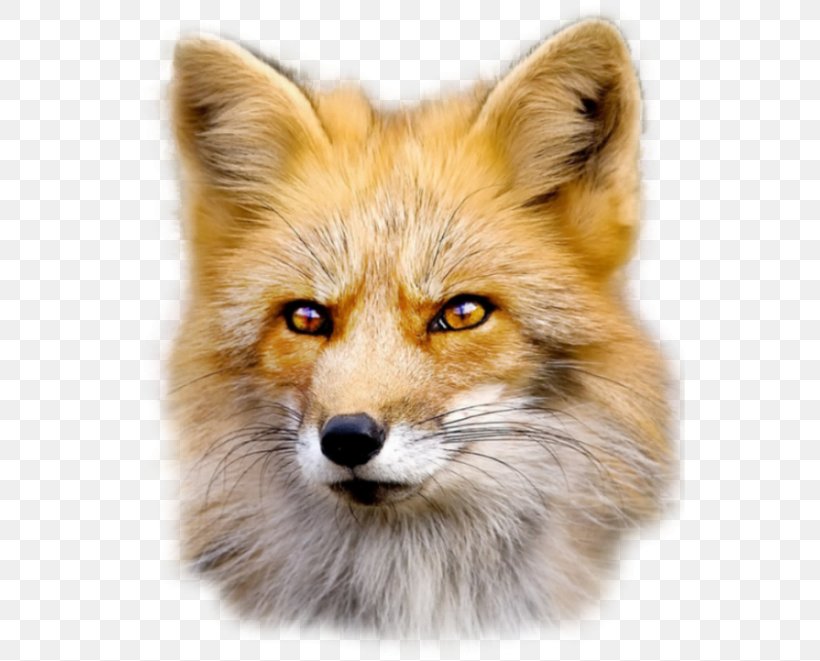 Red Fox Dog Fur, PNG, 550x661px, Red Fox, Animal, Fauna, Fox, Fox News Download Free