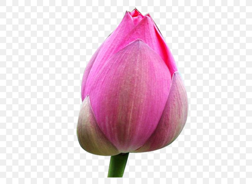 Tulip Bud Nelumbo Nucifera Clip Art, PNG, 800x600px, Tulip, Bud, Budding, Close Up, Flower Download Free