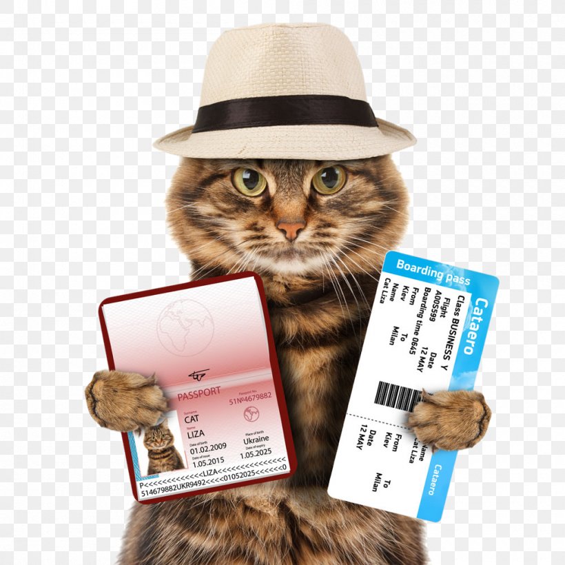 United Kingdom Cat Dog Ferret Pet Passport, PNG, 1000x1000px, Cat, Airline Ticket, Cat Like Mammal, Dog, Istock Download Free