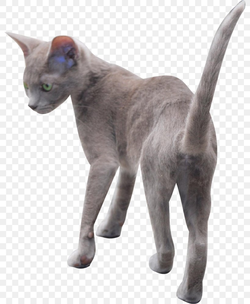 Cat Small To Medium-sized Cats Russian Blue Korat Whiskers, PNG, 790x1000px, Cat, Animal Figure, Korat, Russian Blue, Small To Mediumsized Cats Download Free