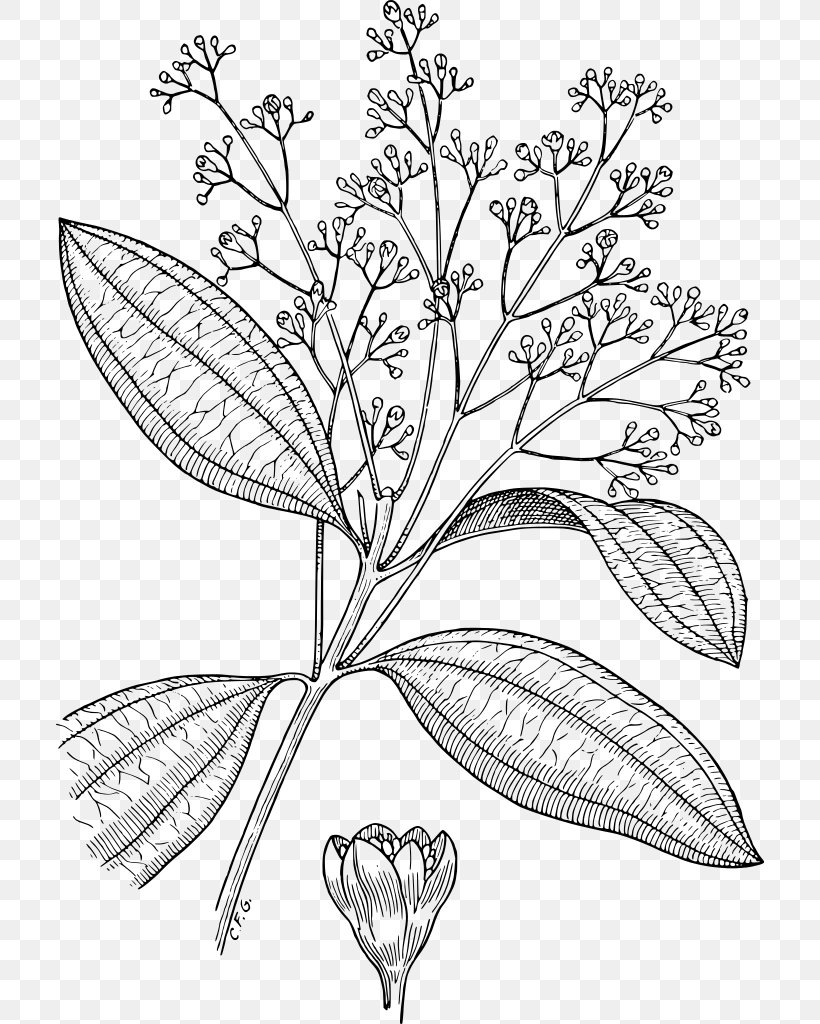 Chinese Cinnamon Condiment, PNG, 708x1024px, Chinese Cinnamon, Art, Black And White, Branch, Cinnamomum Download Free