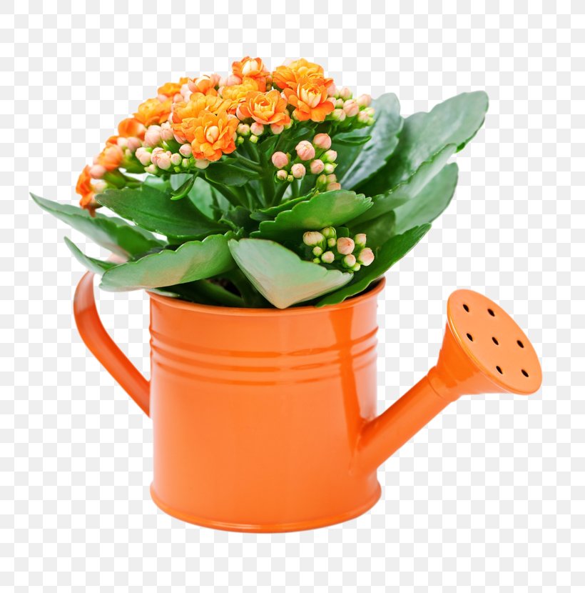 Florist Kalanchoe Houseplant Succulent Plant Flowerpot Garden, PNG, 800x830px, Florist Kalanchoe, Cactaceae, Cut Flowers, Flower, Flowerpot Download Free