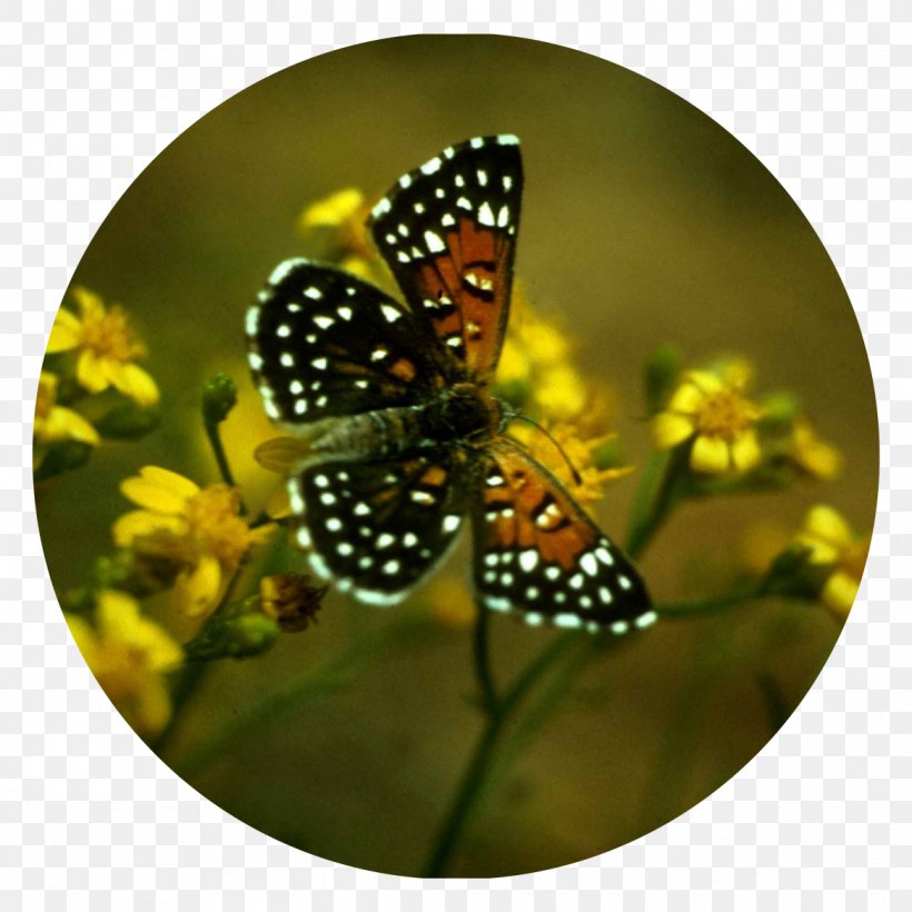 Monarch Butterfly Lange's Metalmark Butterfly Insect Hari Tani Nasional, PNG, 1167x1167px, Monarch Butterfly, Arthropod, Brush Footed Butterfly, Butterflies And Moths, Butterfly Download Free