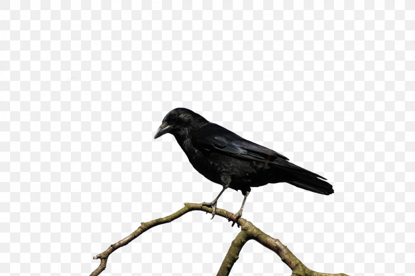 Cartoon Bird, PNG, 1024x683px, American Crow, Beak, Bird, Blackbird, Branch Download Free