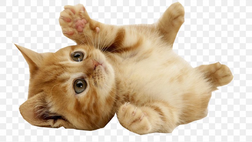 Cat Small To Medium-sized Cats Tabby Cat Whiskers Kitten, PNG, 1920x1080px, Cat, European Shorthair, Kitten, Paw, Small To Mediumsized Cats Download Free