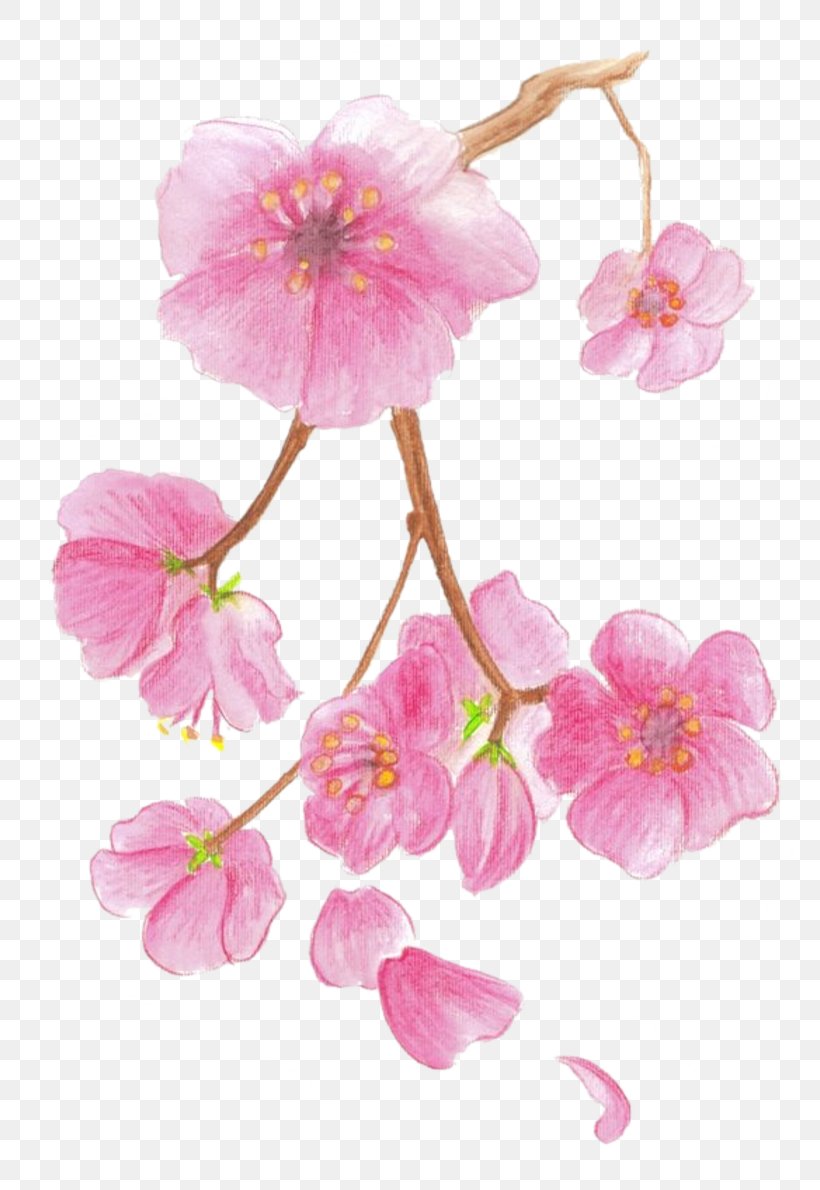 Cherry Blossom Drawing Paper Watercolor Painting, PNG, 800x1190px, Cherry Blossom, Art, Blossom, Branch, Cherry Download Free