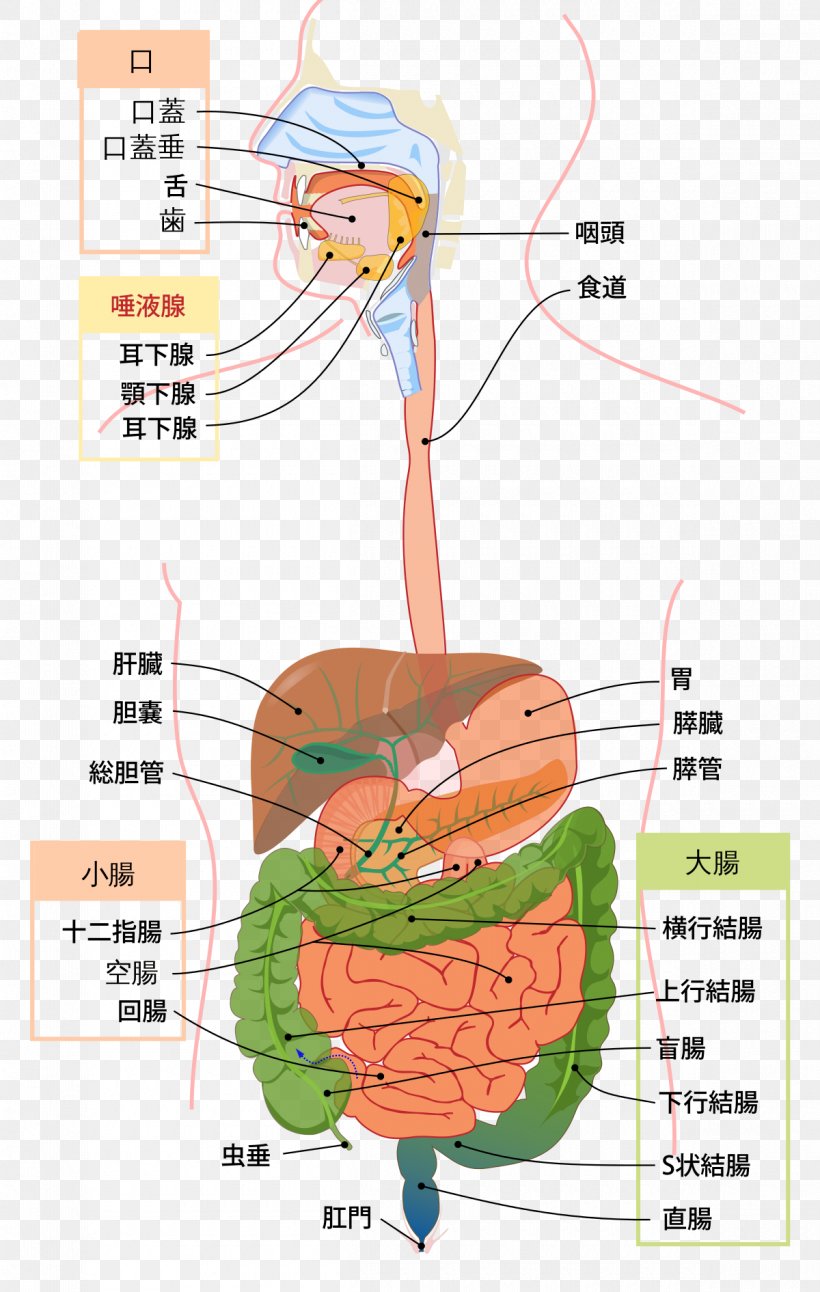 Gastrointestinal Tract Digestion Human Digestive System Anatomy Physiology, PNG, 1200x1891px, Watercolor, Cartoon, Flower, Frame, Heart Download Free