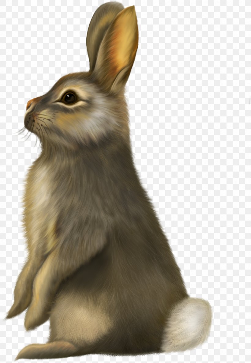 Hare Rabbit Horse Clip Art, PNG, 899x1300px, Hare, Animal, Document, Domestic Rabbit, Dwarf Rabbit Download Free