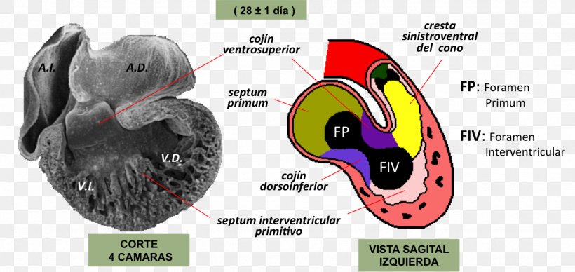 Heart Development Embryology Atrioventricular Canal Septum, PNG, 1333x632px, Watercolor, Cartoon, Flower, Frame, Heart Download Free