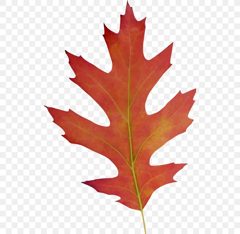 Maple Leaf Clip Art, PNG, 520x800px, Maple Leaf, Flag Of Canada, Leaf, Northern Red Oak, Oak Download Free