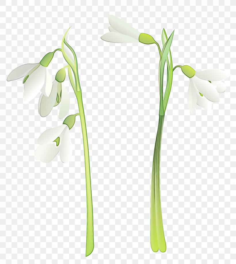 Summer Flower Background, PNG, 1676x1874px, Flower, Alismatales, Amaryllis Family, Arum Family, Galanthus Download Free