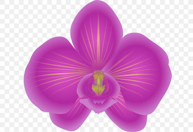 Cattleya Orchids Clip Art, PNG, 640x561px, Orchids, Cattleya Orchids, Flower, Flowering Plant, Lilac Download Free