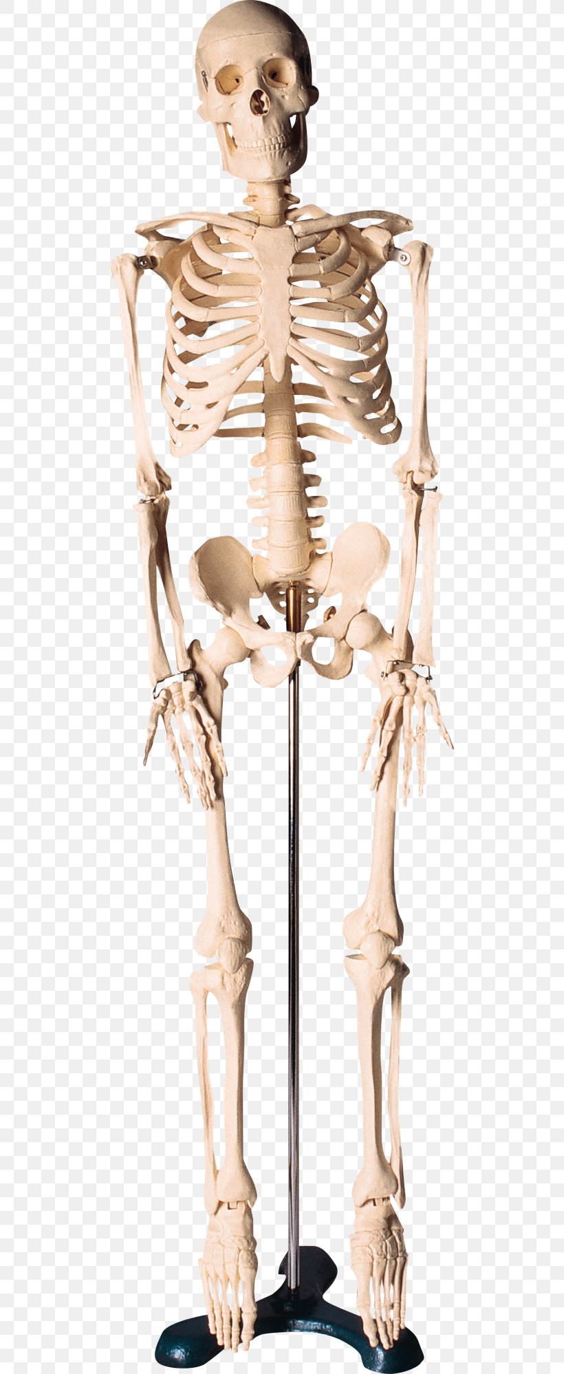 Human Skeleton Bone, PNG, 500x1997px, Skeleton, Bone, Classical Sculpture, Figurine, Gratis Download Free