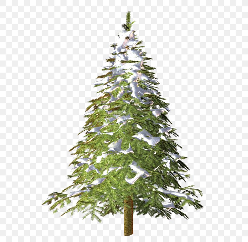 Spruce Christmas Tree Conifers Advertising, PNG, 599x800px, Spruce, Advertising, Branch, Christmas Decoration, Christmas Ornament Download Free