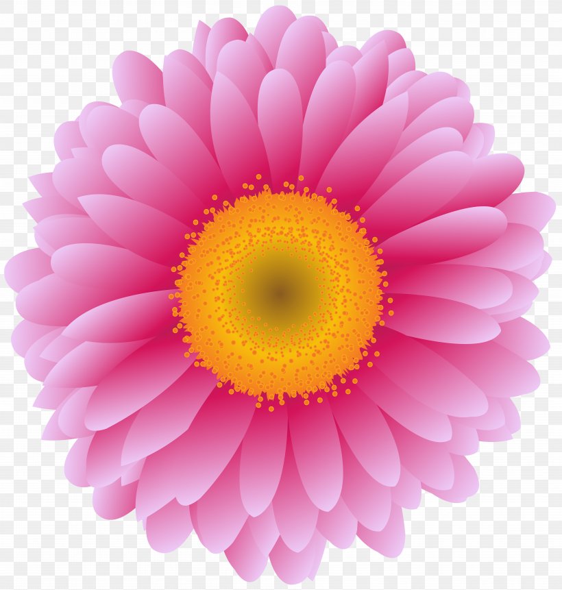 Transvaal Daisy Stock Photography Flower Clip Art Chrysanthemum, PNG, 7616x8000px, Transvaal Daisy, Chrysanthemum, Chrysanths, Close Up, Common Daisy Download Free