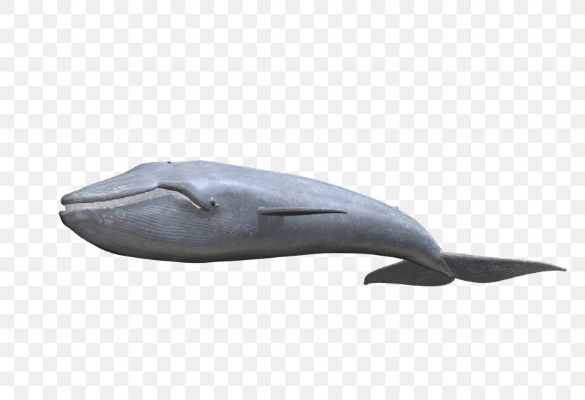 Tucuxi Common Bottlenose Dolphin Porpoise Cetacea Product, PNG, 800x560px, Tucuxi, Bottlenose Dolphin, Cetacea, Common Bottlenose Dolphin, Dolphin Download Free