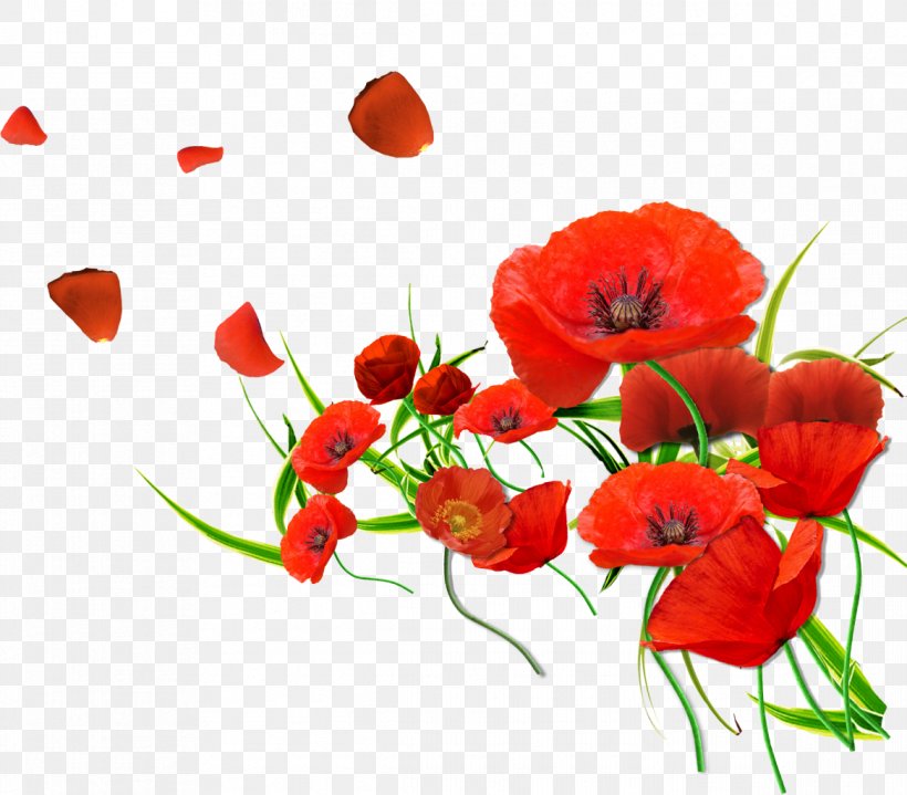 Common Poppy Flower Petal Desktop Wallpaper, PNG, 1167x1024px, Common Poppy, Annual Plant, Color, Coquelicot, Cut Flowers Download Free