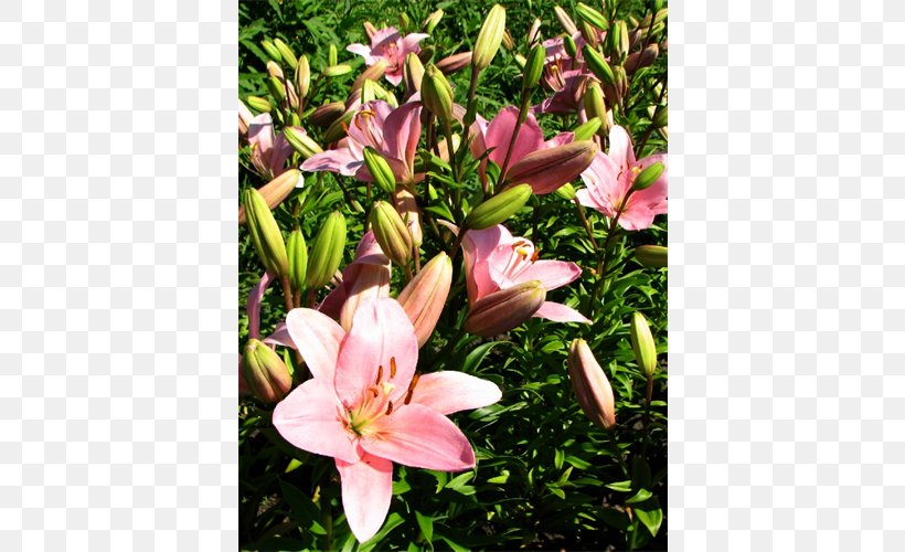 Daylily, PNG, 500x500px, Daylily, Flora, Flower, Flowering Plant, Lily Download Free